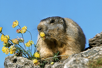 groundhog in a field during spring