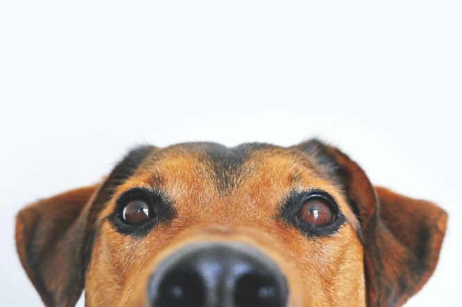 puppy peeking over bottom of screen