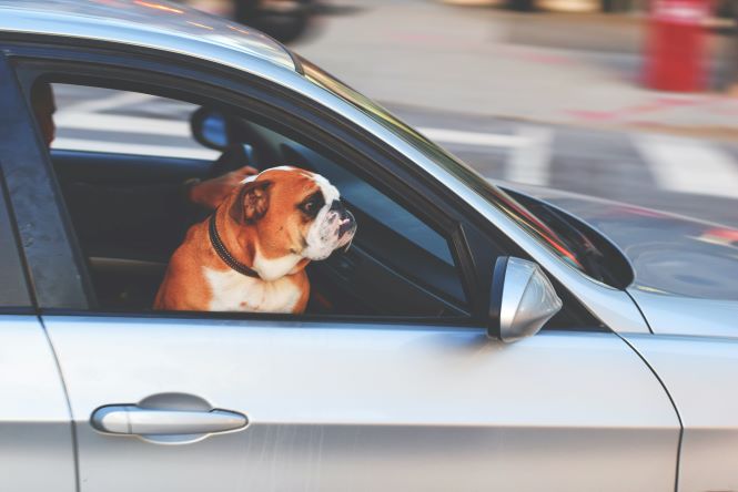 bull dog riding in car