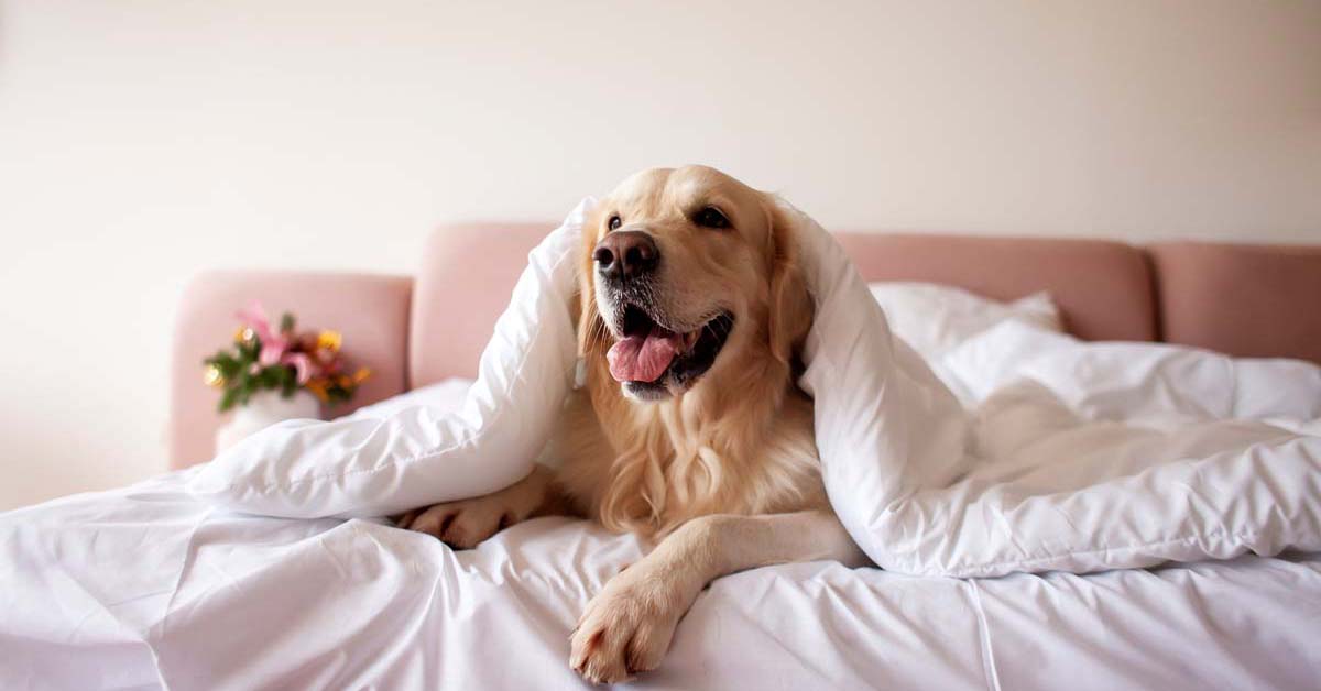How Much Does It Cost To Own a Pet?